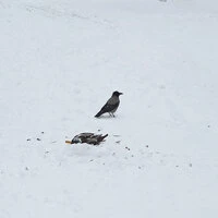 Журавли