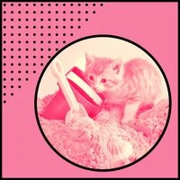 Фоновая Музыка - Спокойные Кошки