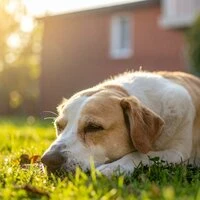 Melodías Suaves: Orquesta Para Mascotas