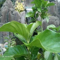 Geraldyku