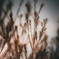 Melodías En Reposo | Sueño Profundo