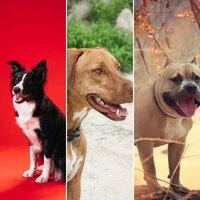 Fun Puppies (Music)
