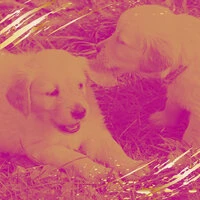 Music for Doggy Mental Health