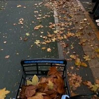 秋叶落