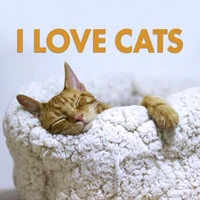 I Love Cats