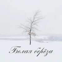 Белая берёза