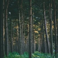 Relief Sounds | Peaceful Sleep and Serenity