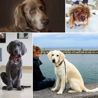 Background Music - Cozy Dogs