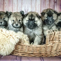 Inspired Ambiance for Calming Pups