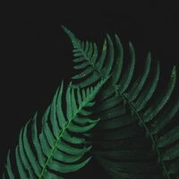 Harmonic Songs | Deep Sleep