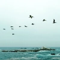 2020 May Zen Sounds for a Peaceful Gamma
