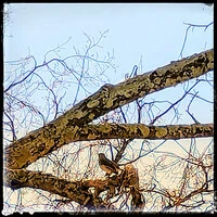 Bird on the Branch