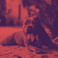 Piano Solo - Music for Relaxing Pups