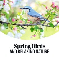 Spring Birds and Relaxing Nature: 30 Amazing Melodies Beginning of Spring, Relaxation, Vital Energy, Stress Release, Humor Improvement