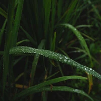 ลมเหนือสายไม้