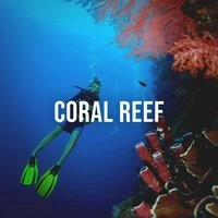 Coral Reef: Feel the Purifying Power of the Ocean as You Dive Through the Coral Reef, White Noise for the Imagination
