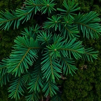 Green Nature