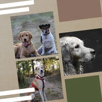Music for Calmed Puppies - Charming Chill Out
