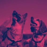 Music for Sleeping Puppies - Uplifting Piano