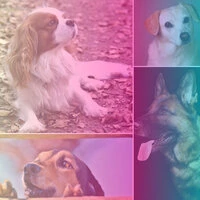 Lonely Bebop - Ambiance for Keeping Pups Happy