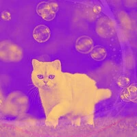 Echoes of Cute Cat