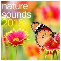 #21 Meditation and Sleep Natural Rain Sounds