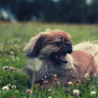 Puppies (Peaceful)