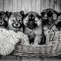 Fabulous - Resting Puppies