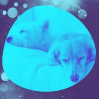 Cultured Background for Dog Walking