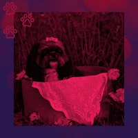 Playful Guitar Music - Ambiance for Doggy Naptime