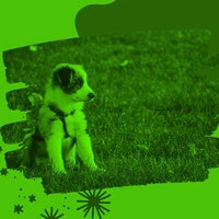 Dream Like Background Music for Resting Pups