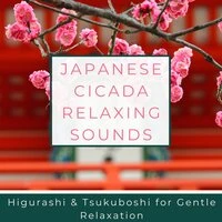 Japanese Cicada Relaxing Sounds - Higurashi & Tsukuboshi for Gentle Relaxation