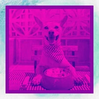 Bright Brazilian Jazz - Background for Keeping Your Dog Happy