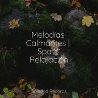 Melodías Calmantes | Spa Y Relajación