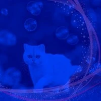 Расслабляющие кошки (Впечатления)