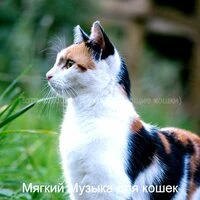 Потрясающие (Расслабляющие кошки)
