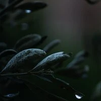 30 Rain Droplet Tracks for Peace and Calm