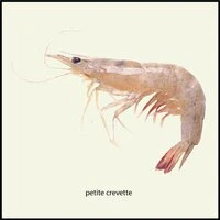 Songs in the Time of Our Children: Shrimp Songs