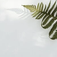 Mindful Living Sounds of Nature | Mindful Living Music | Sleep
