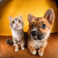 Orquesta Para La Relajación De Mascotas