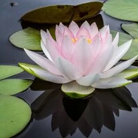 Simply Cure Instrumental Music