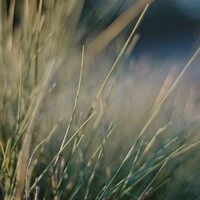 Heavenly Sounds of Nature