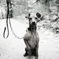 Tranquil Ambiance for Calming Pups