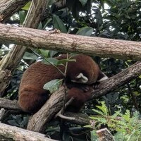 Le panda roux qui voulait changer