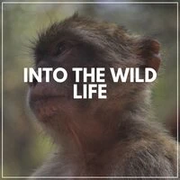 Into the Wild Life