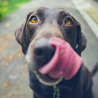 Trumpet and Alto Saxophone (Music for Relaxed Dogs)
