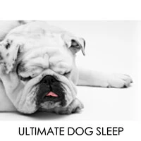 Ultimate Dog Sleep - Calming Pet Ambience