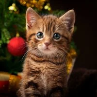 Orquesta Para Gatos: Ritmos Relajantes Para Tus Amigos Felinos