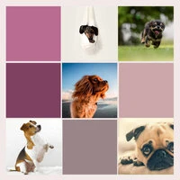 Trio Jazz - Bgm for Dog Anxieties