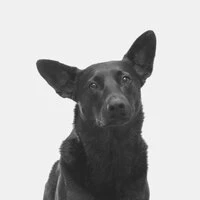 Hot Ambiance for Calming Dogs